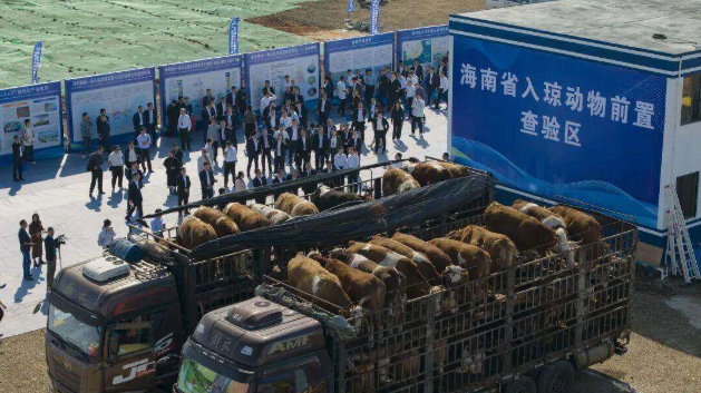 关口前移，琼州海峡两岸共链：徐闻动物前置查验区背后的粤琼协同战略