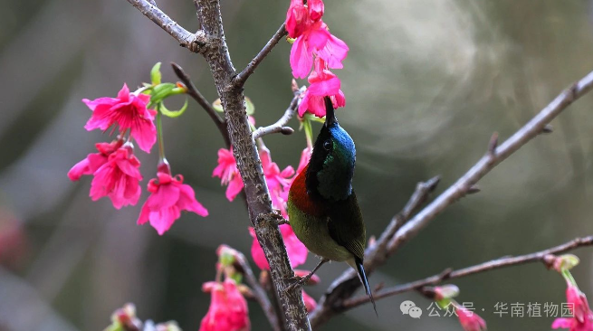 Metro guide to spring blooms in Guangzhou