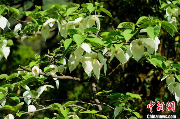 四川荥经：野生珙桐花绽放 形如白鸽“飞舞”林间
