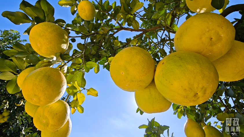 时政新闻眼丨四中全会后首次考察，习近平来到广东梅州