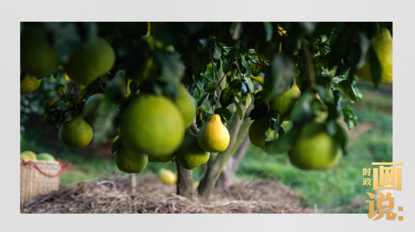 时政画说丨柚见丰年