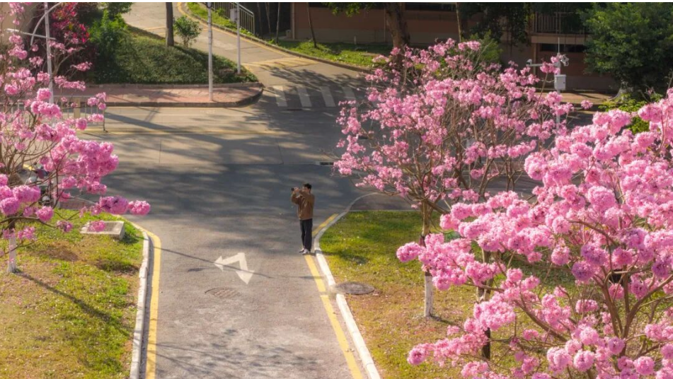 广州大片粉紫色花海开了！超出片，别错过