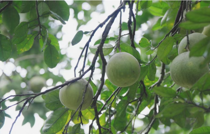 华春莹同款背后，藏着“一棵树”的故事