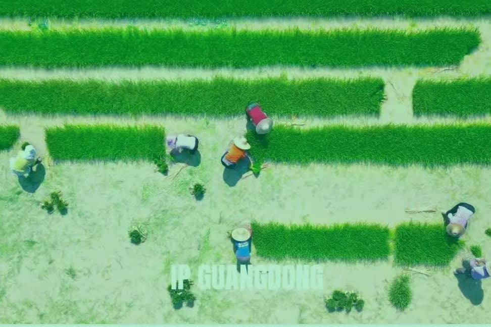 是什么让海外网友疯狂点赞？