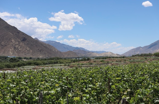 Xizang vineyard turns saline wasteland into high-altitude wine hub, boosting rural jobs