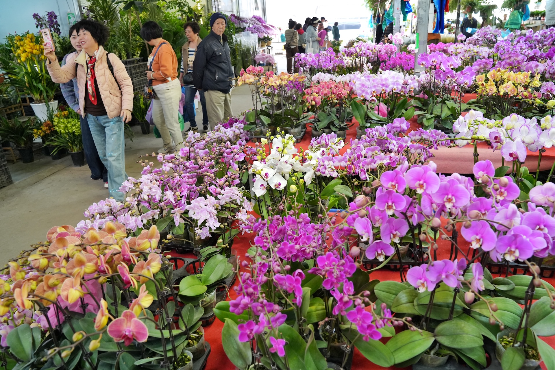 Guangzhou's Lingnan Flower Market: a multitude of New Year flowers on the market