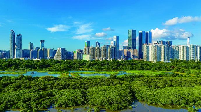 國際紅樹林中心在深圳運行　廣州深圳爭創「國際濕地城市」